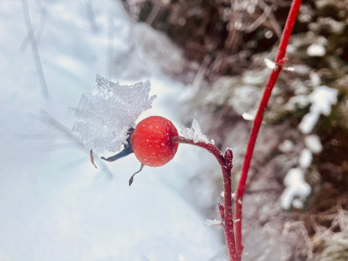 Wild Rosehip Syrup Kit-3